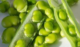 吃瓜避灾,揭秘如何在纷繁复杂中保持冷静与理智